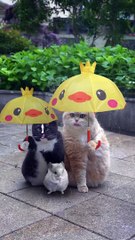 Funny videos  cats and giral work #viral # short #cats