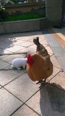 Funny videos  cats and giral work #viral # short #cats