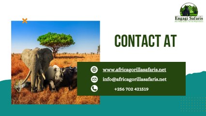 Top 4 African Safari Tour Operators