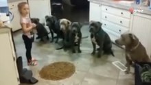 Mama lässt Tochter mit 6 Pitbulls allein: Was sie tun, können Millionen Menschen nicht fassen