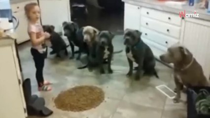 Mama lässt Tochter mit 6 Pitbulls allein: Was sie tun, können Millionen Menschen nicht fassen