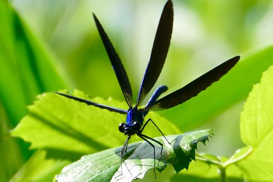 Le marathon des libellules
