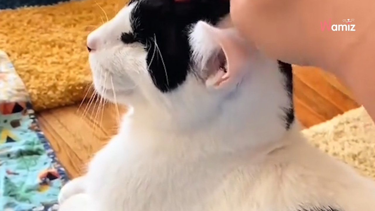 Sauvé d'une situation de maltraitance, ce chat aveugle s'est transformé et a pris sa revanche sur la vie (vidéo)