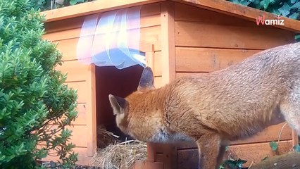 Elle voit un renard devant une vieille niche pour chien : il protège quelque chose de très spécial (Vidéo)