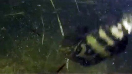 Peixes em Florida Keys estão girando em círculos até morrerem e ninguém sabe explicar por quê