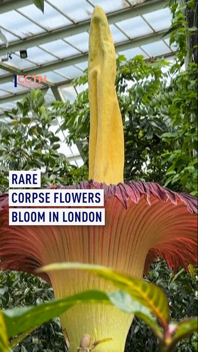 Rare ‘Corpse Flowers’ Bloom in London