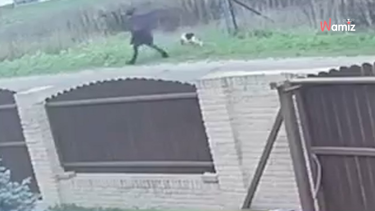 Mama, Papa, Tochter und Hund gehen spazieren: Auf dem Rückweg sind sie nur noch drei (Video)