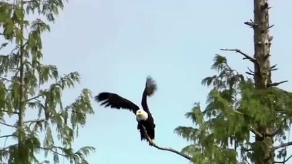 Eagle Hunting A Fish Actor Will Smith's Attention.