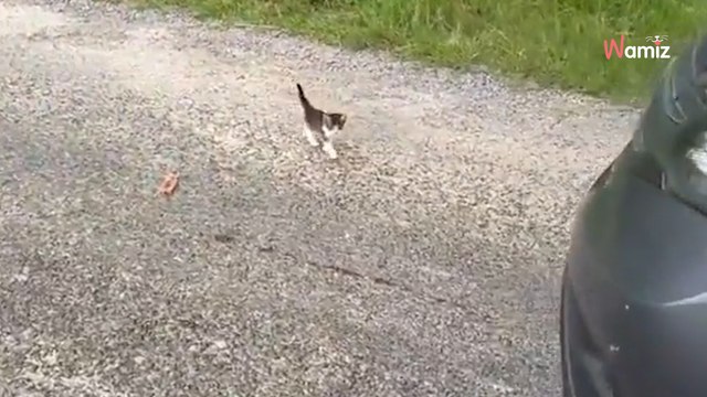 Mann schreckt vor einem Kätzchen zurück, als er sieht, was noch im Gras lauert