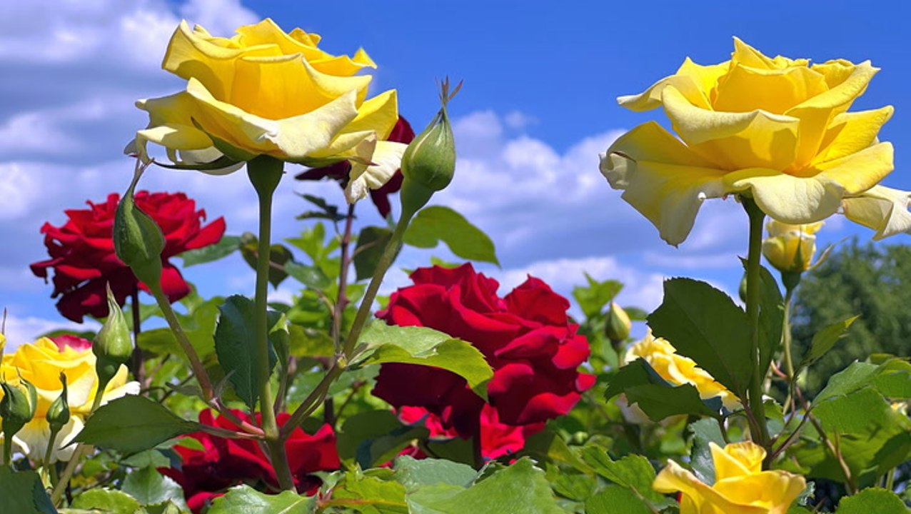 How to Keep Roses Blooming All Season Long, According to Rosarians