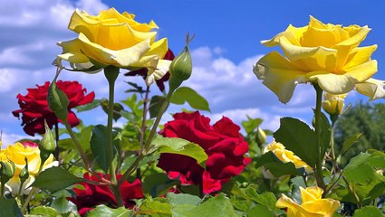 How to Keep Roses Blooming All Season Long, According to Rosarians