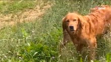 Golden retriever znajduje na spacerze niezwykłego towarzysza. Opiekunka nagrywa uroczą scenę