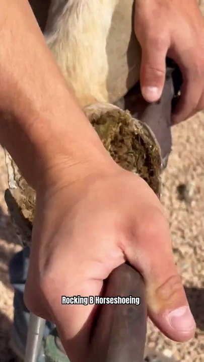 Removing excess growth from hard hoof #satisfying #hoof #horsecare #farrier #asmr #equestrian #short