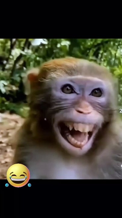 Try not to laugh