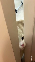 Cat Plays Hide and Seek