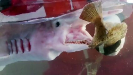 You Won't Believe This BIZARRE Deep Sea Creature Exists