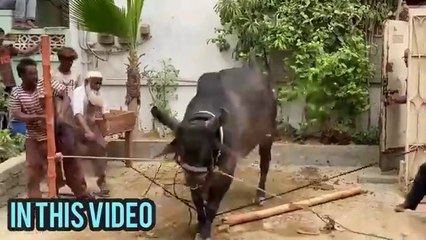 Dangerous Bachray ki Qurbani 2024 -- Bull Out of Control