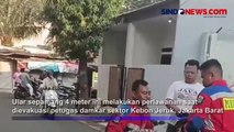 Warga Kebon Jeruk Dihebohkan Penemuan Ular Sanca 4 Meter di Saluran Air