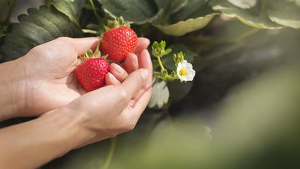 How to Pick Strawberries the Right Way—Plus, When to Do It