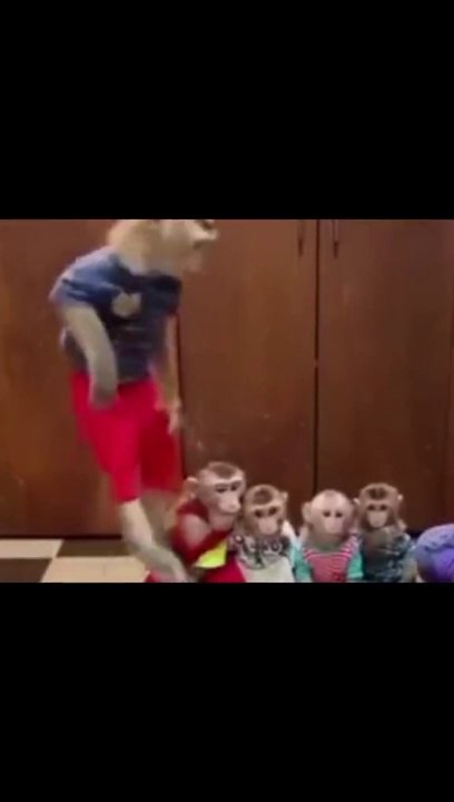 Funniest animal