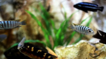 Story Allah ke Wali Aur tawaif ki