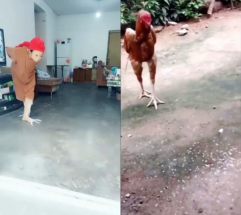 Rooster dance funny video