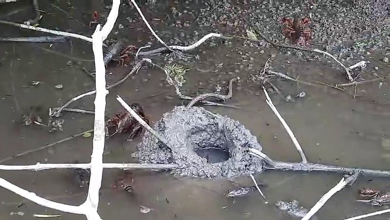 Invasion d'écrevisses de Louisiane aux abords du fleuve Charente