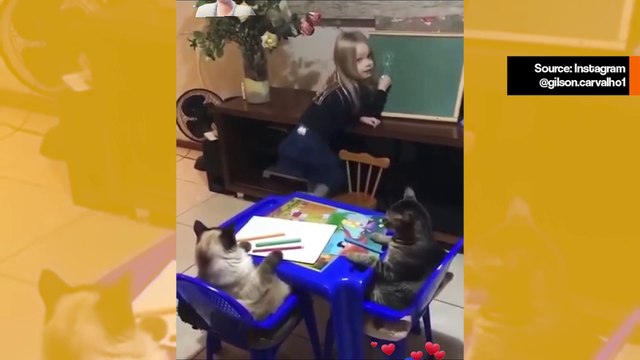 Suloinen video: Tyttö pitää oppitunnin, ja kissat saavat kympin käytöksestä