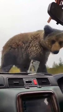 Quand un ours vient se gratter sur ta voiture... un peu flippant
