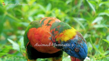 The most interesting animals: crocodile, tiger, squirrel, elephant, rabbit,...