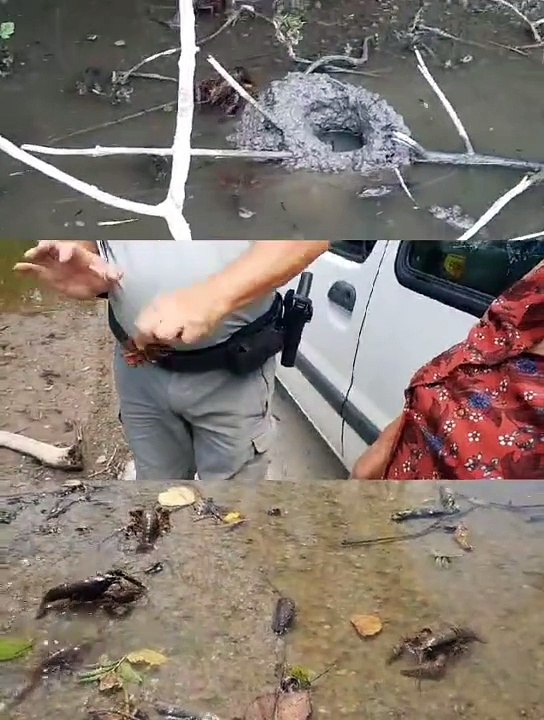 Invasion d'écrevisses de Louisiane aux abords du fleuve Charente