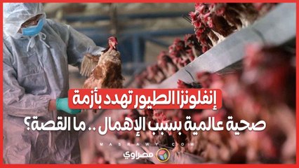 إنفلونزا الطيور تهدد بأزمة صحية عالمية بسبب الإهمال .. ما القصة؟