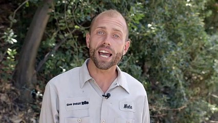 Can You Name All of the Names for Mountain Lions?