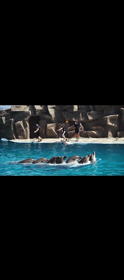 ⁣Dolphins playing with human's