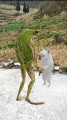 DOG and frogh party dance/कुत्ते और मेंढक की पार्टी डांस.#viral#short#ai#vidhero#vidking786