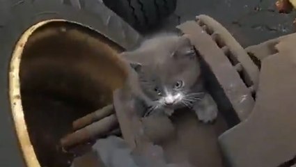 Driver finds kitten trapped inside truck wheels during routine inspection