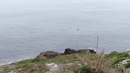 Dauphins près de Brest