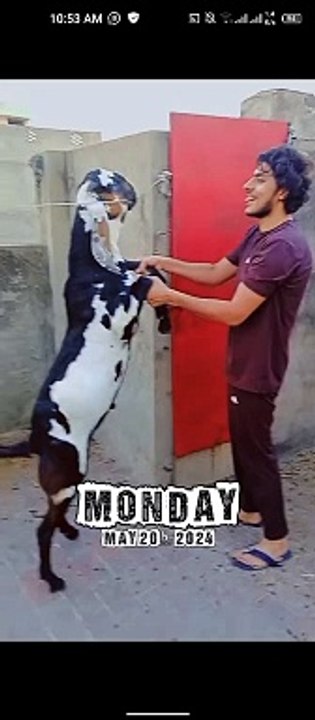 fun with goat