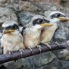 Anakan burung cendet