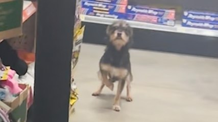 Guy Finds A Stray Dog Inside Dollar General