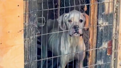 Sad Skinny Boxer Begs For Someone To Rescue Her