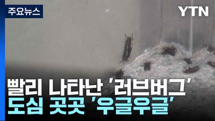 예년보다 빨리 나타난 '러브버그'...도심 곳곳 '우글우글' / YTN