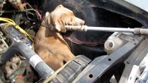 Pittie Gets Stuck In A Car Engine