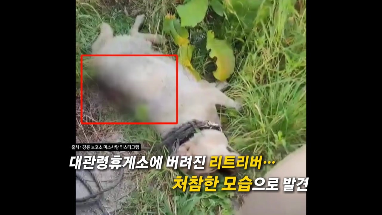 들쭉날쭉한 동물 학대 처벌... 양형 기준 손 본다 [앵커리포트] / YTN