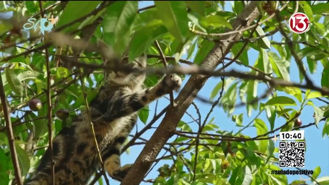 Entrevista - Enfermedades más comunes en los gatos
