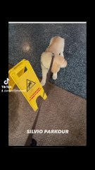 silvio il nuovo cane amico di fedez