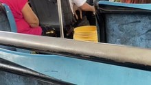Chofer se viraliza por manejar en compañía de su mascota: “El perrito microbusero” lo apodan en redes