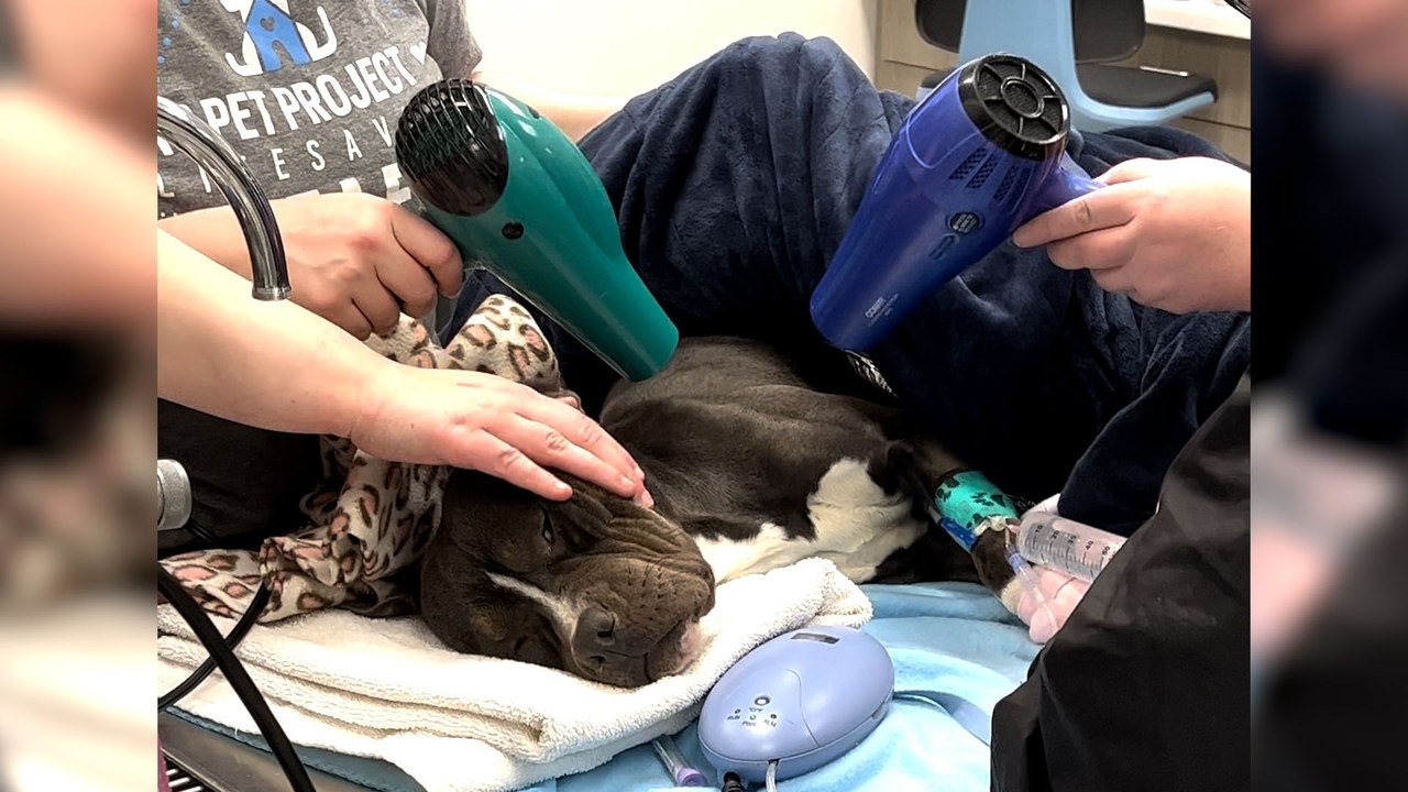 It Took Hours To Warm Up This Pittie Found In The Freezing Cold