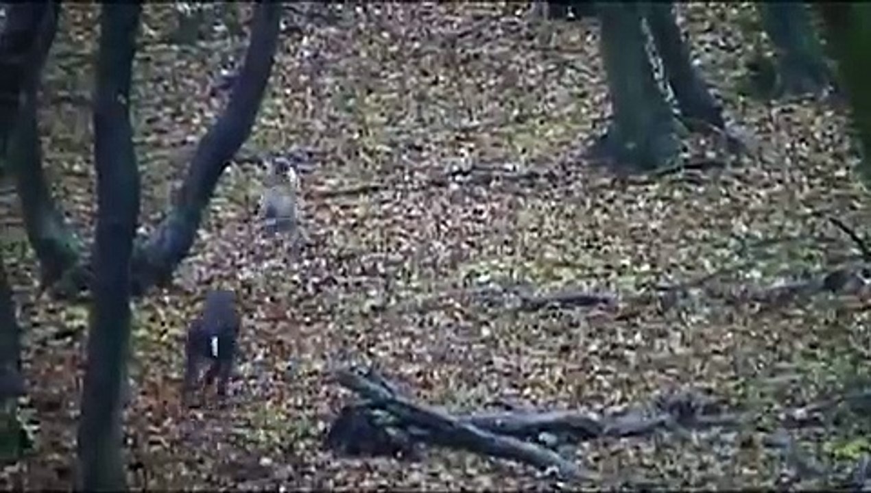 The End of the Neubacher Project | movie | 2007 | Official Trailer