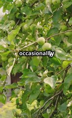 How an Apple Redefined Our Universe